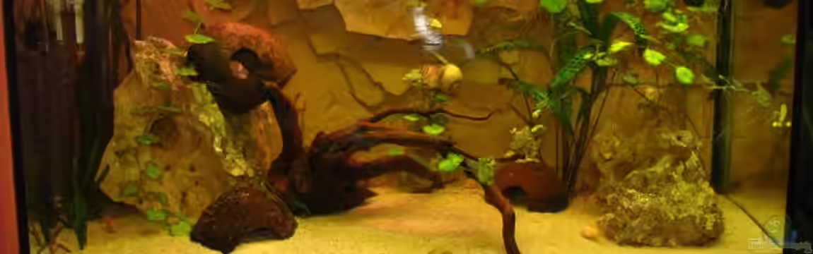 Becken 11995 von schmidm2000