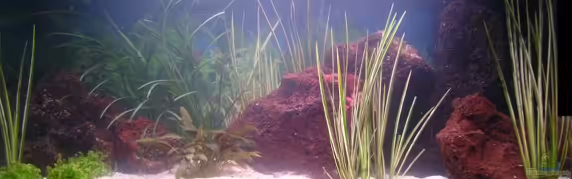 Becken 12009 von Pino D.