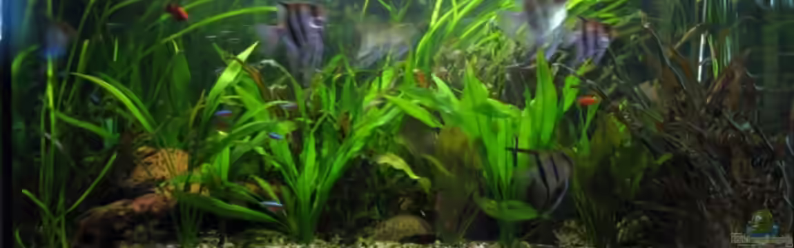 Becken 12053 von Thomas Jordan