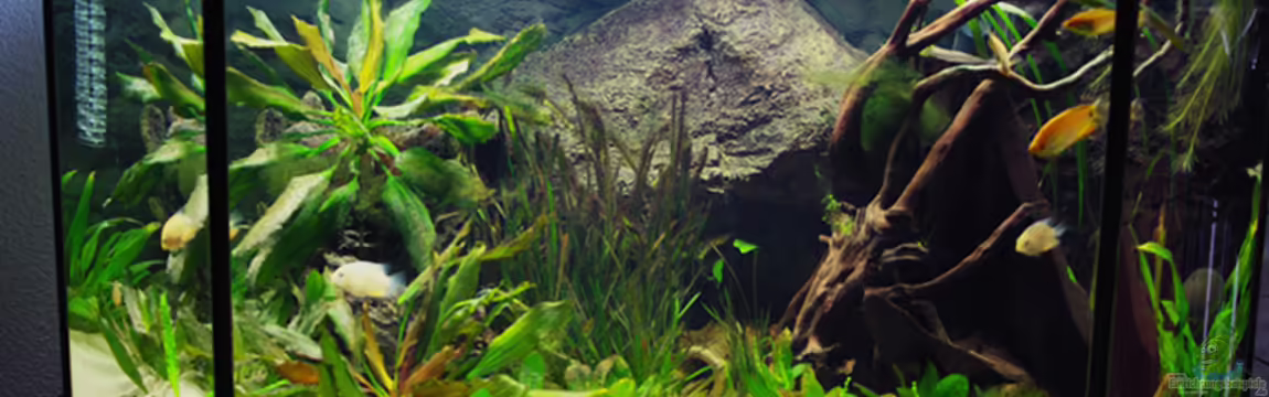 Becken 12076 von Seschat