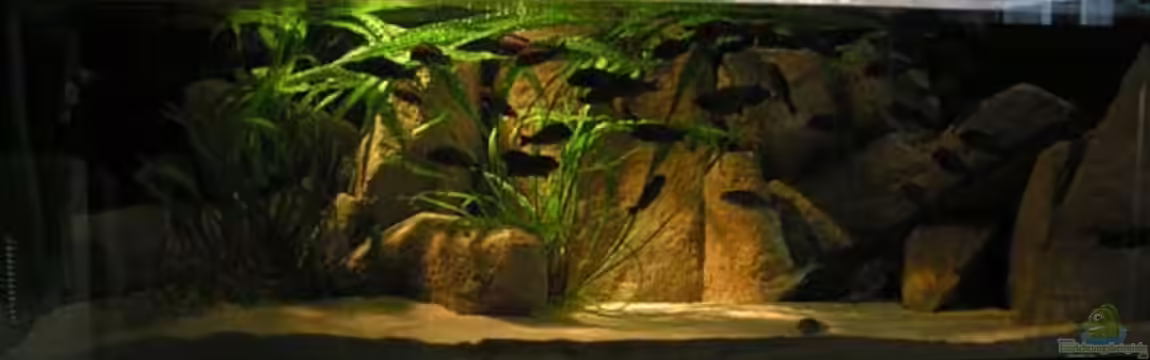 Becken 1209 von Daniel Zingler