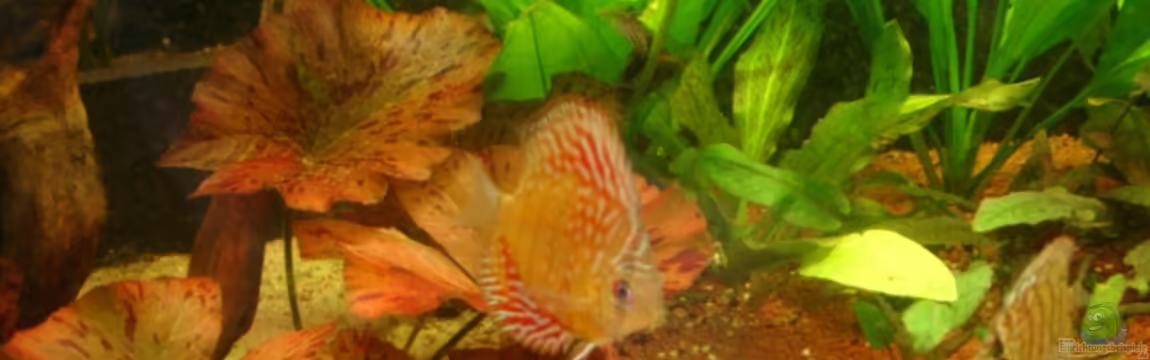 Becken 12103 von Mirtscho