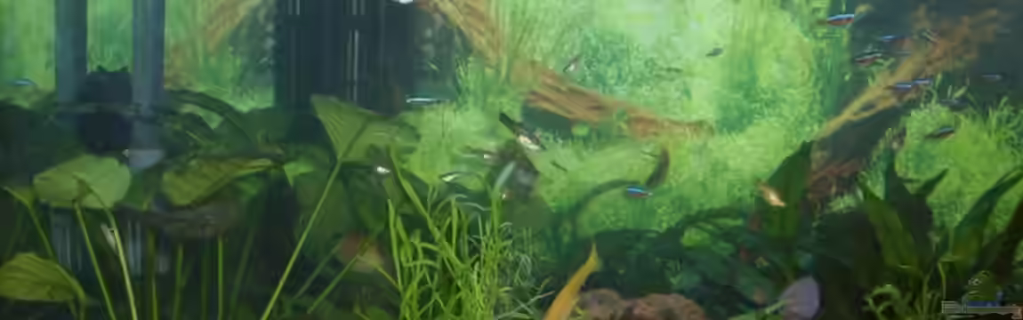 Becken 12106 von Sebi82