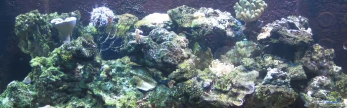 Becken 12110 von Benji