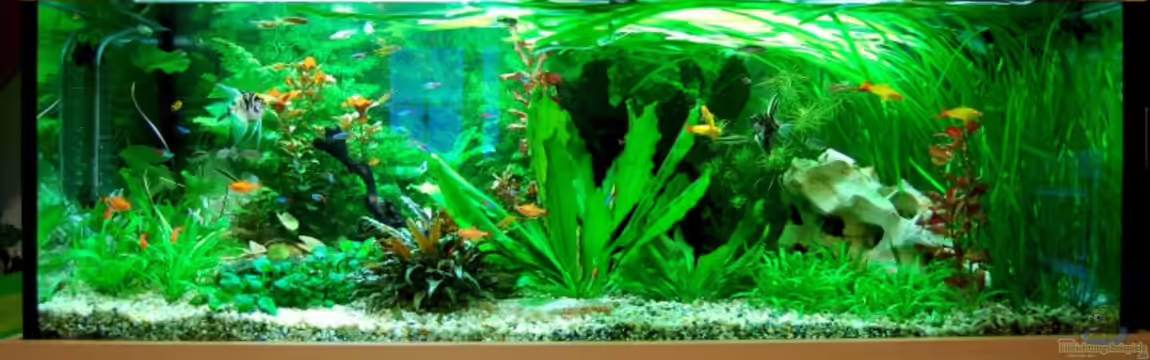 Becken 12117 von Floyd