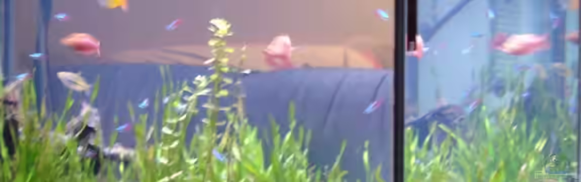 Becken 12120 von Cristian Bayerl