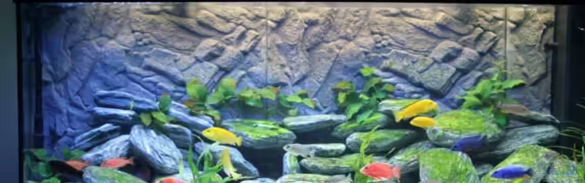 Becken 12122 von Klaus Fischer