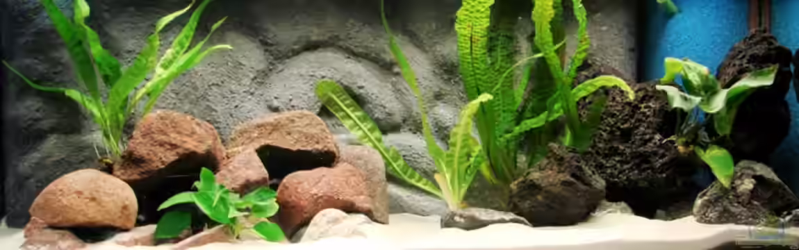 Becken 12138 von Tanganjika_160_Liter