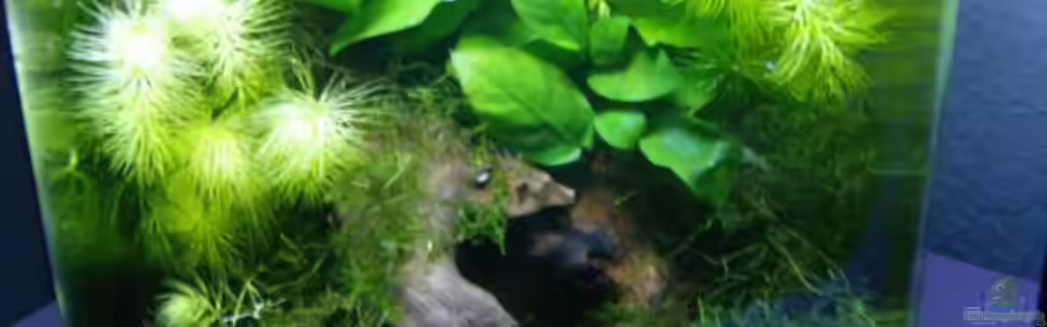 Becken 12183 von güni