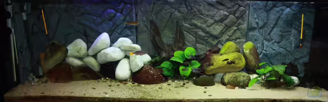 Becken 12188 von Bruno Mosca