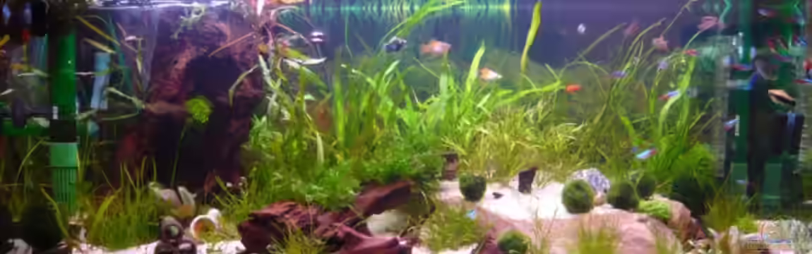 Becken 12199 von Bohnellie