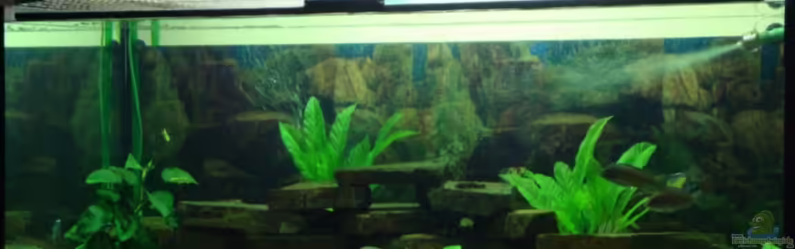 Becken 12205 von Sponge Bob