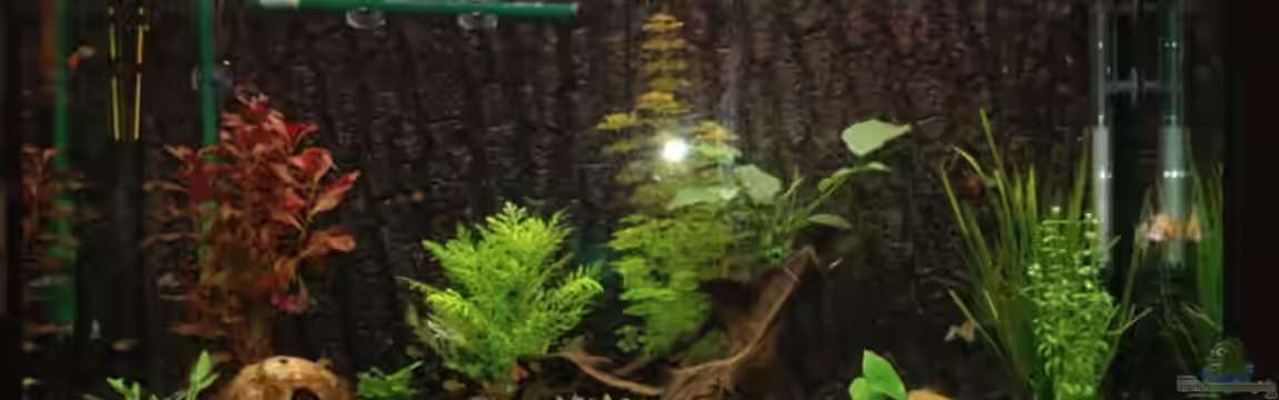 Becken 12221 von Birni