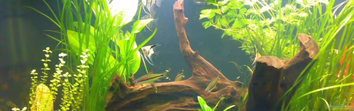 Becken 12225 von Marc Steinhauser