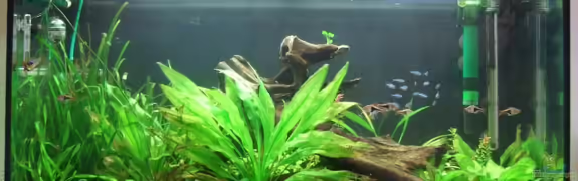 Becken 12239 von Grambo