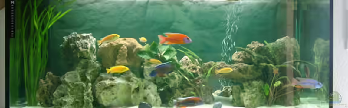 Becken 1226 von Alexandra Bijok