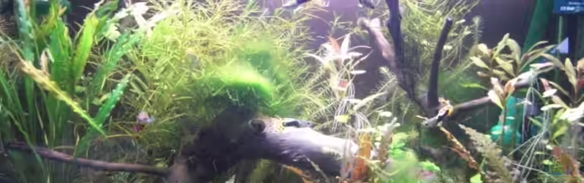 Becken 12261 von Max94