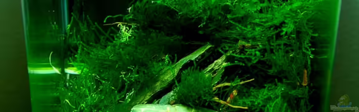 Becken 12268 von Jo The Fish