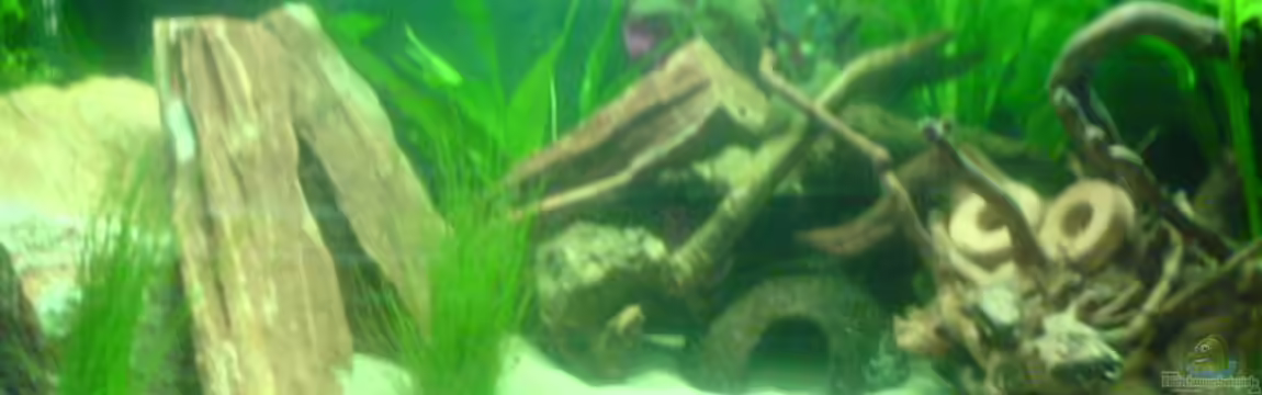 Becken 12274 von julchen