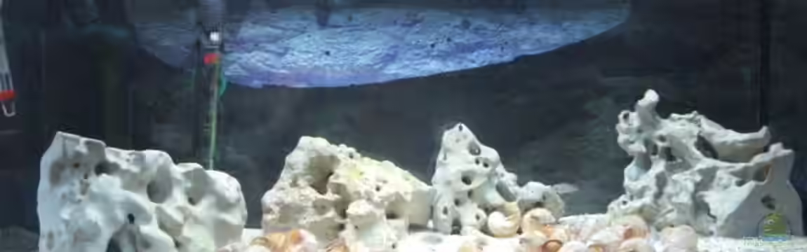 Becken 12275 von Max94