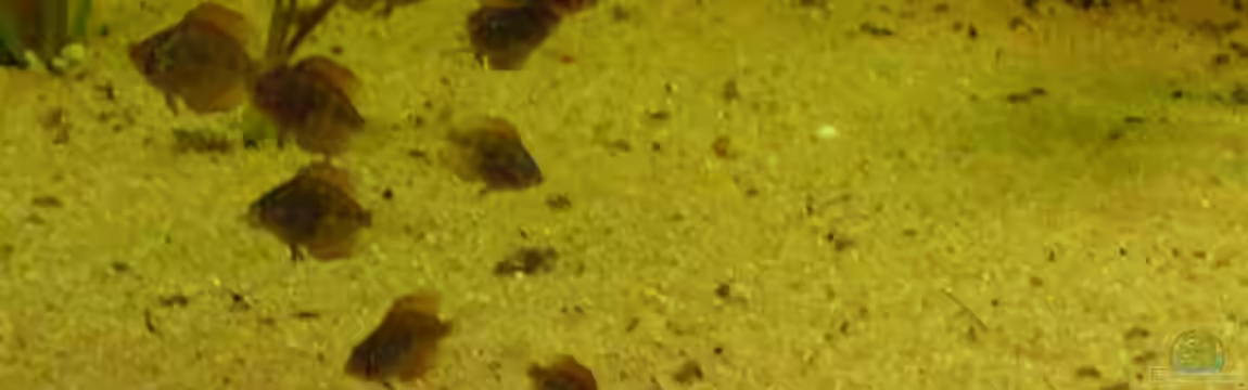 Becken 12280 von Eichi82