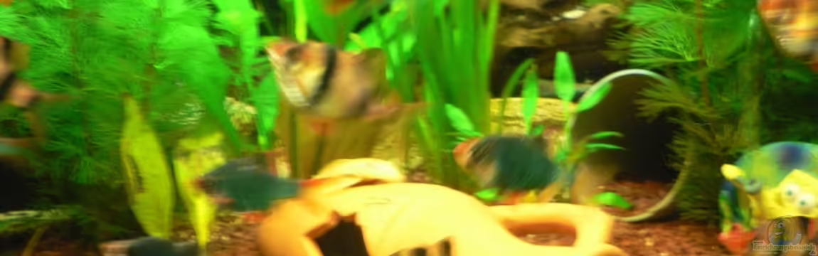 Becken 12289 von Nico Echterhoff