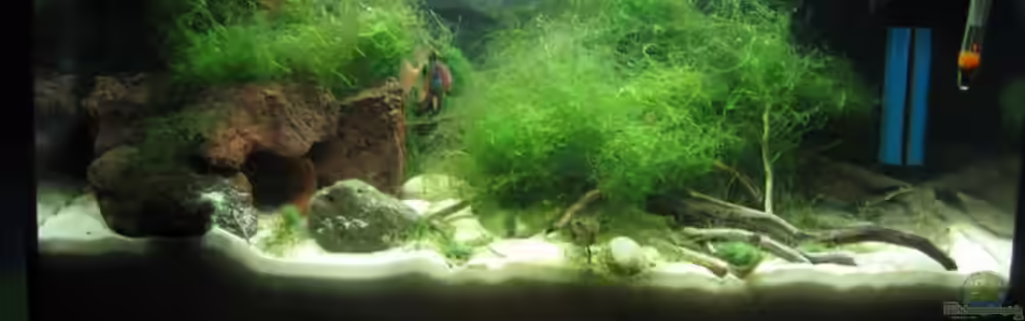 Becken 12292 von Frank Förster