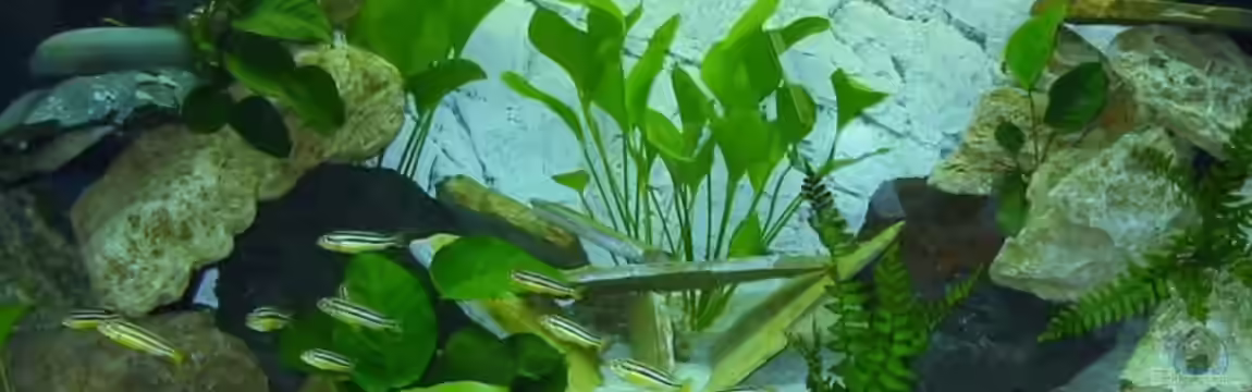 Becken 12302 von Kai Jipp