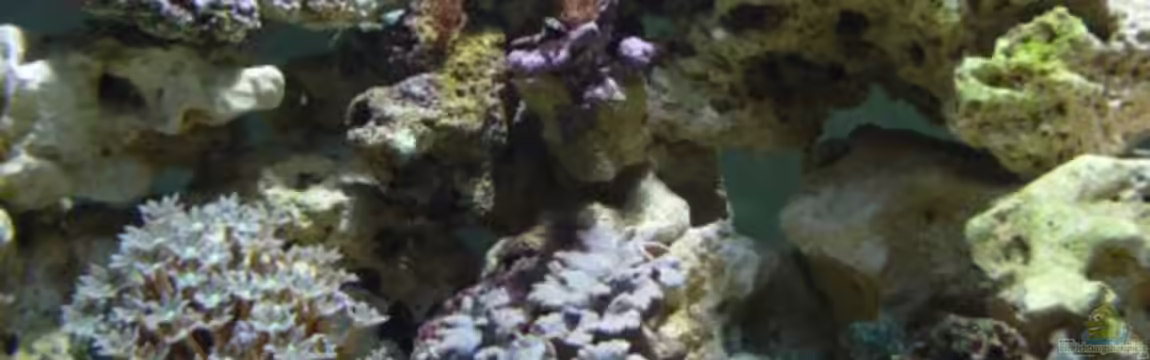 Becken 12314 von jerryjames