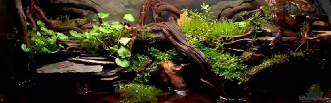 Becken 12321 von Jo The Fish