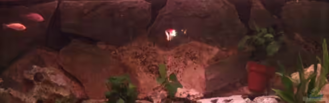 Becken 12325 von Wolfgang Eberhard