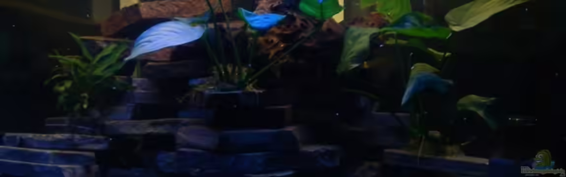 Becken 12344 von nobs1706