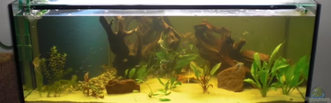 Becken 12365 von Sascha Becker