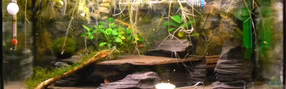 Becken 12374 von Desperattzo