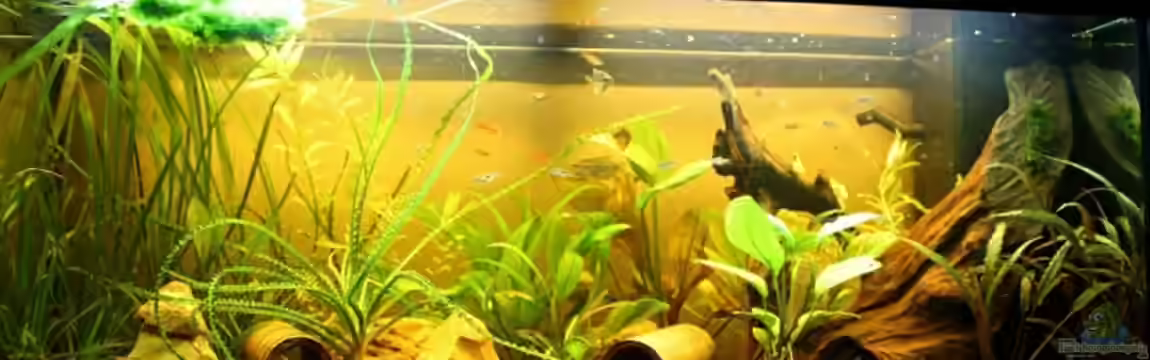 Becken 12376 von Viktor D.