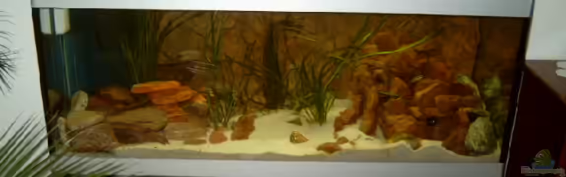 Becken 1239 von Torsten Nikolaus