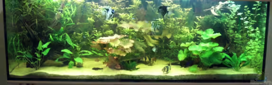 Becken 12421 von Hamberger