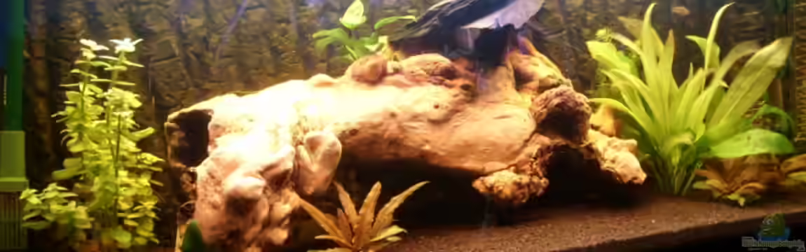 Becken 12446 von uliborowka