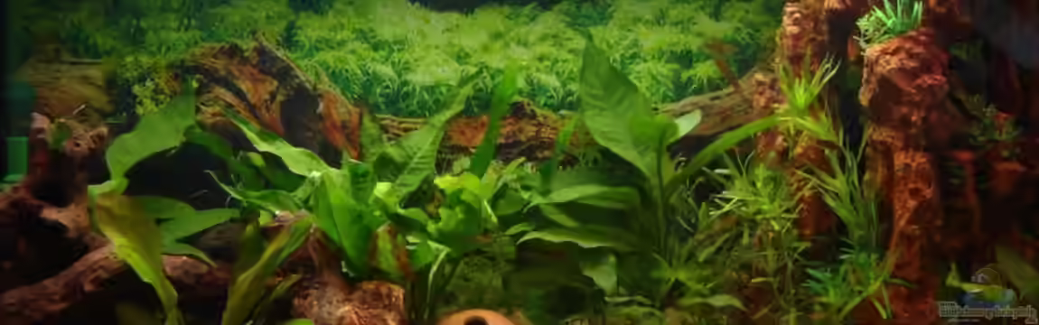 Becken 12454 von Monika und Roman J.