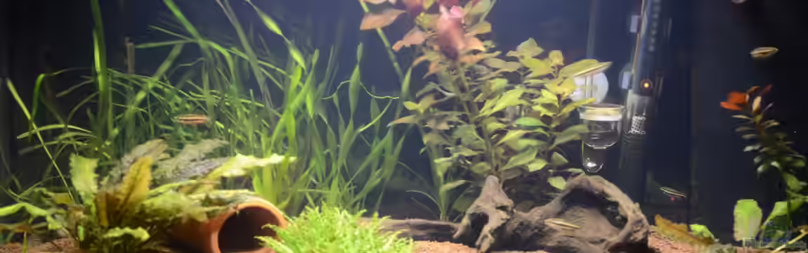 Becken 12459 von Alex Keat