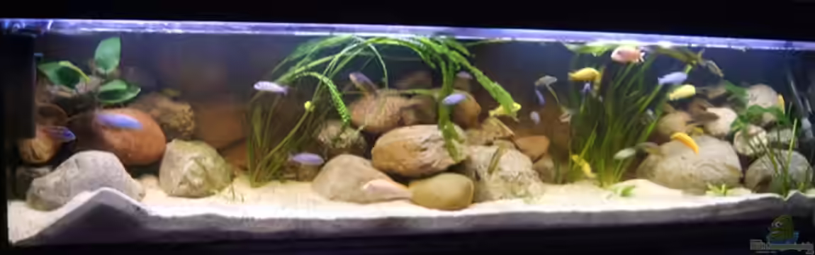 Becken 12498 von Venustus