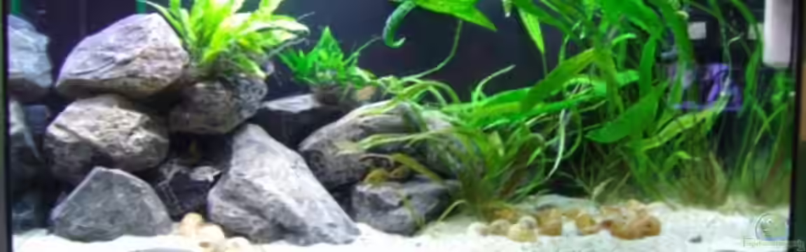 Becken 12504 von Gunvor