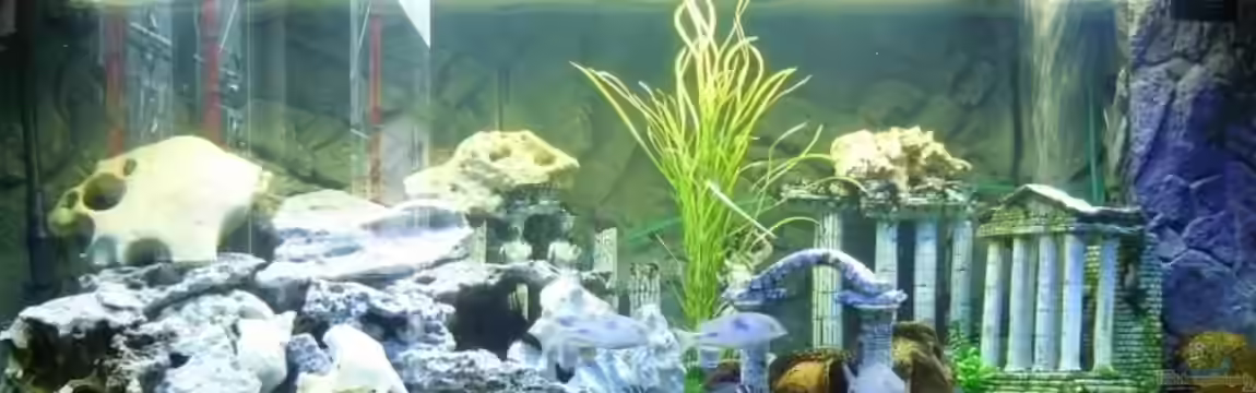 Becken 12537 von Denis Markesic