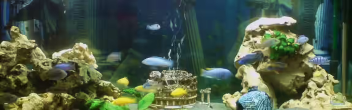 Becken 12575 von Pino Macri