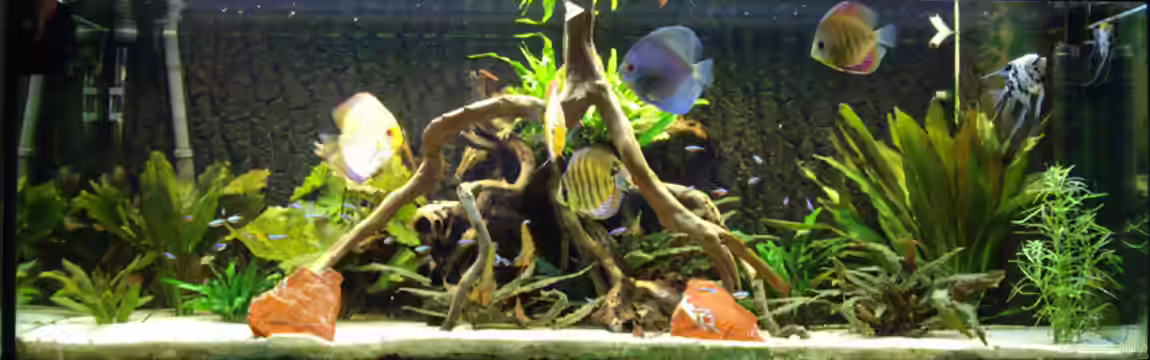 Becken 12579 von Franky Lunatic