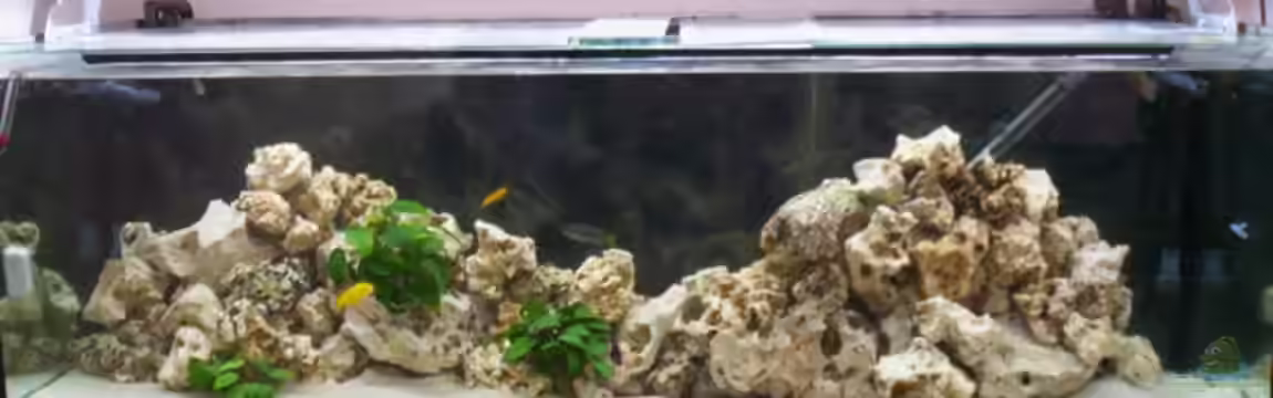 Becken 12587 von Daniel Hermans