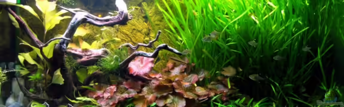 Becken 12605 von Dirk Kerst