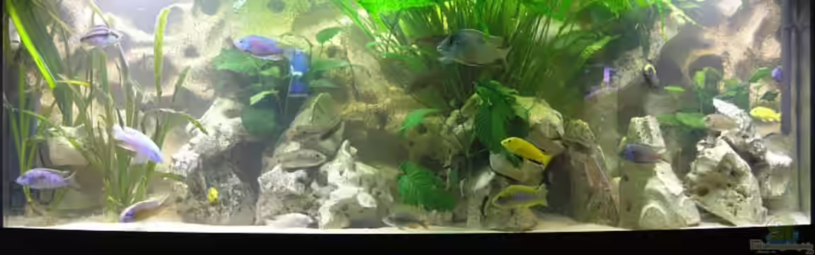 Becken 1261 von Mario Latschein