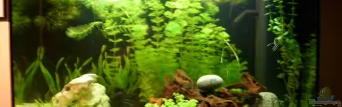 Becken 12614 von janwil