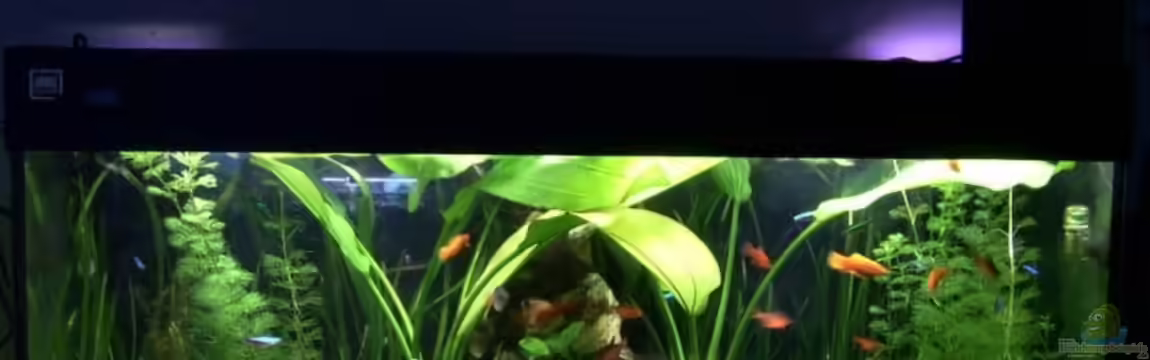 Becken 1262 von Sascha Houben